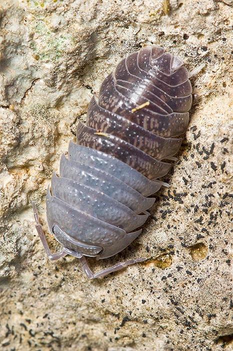 Armadillidium sp.